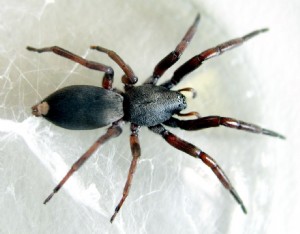 White Tailed Spider